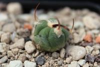 Echinocactus horizonthalonius PD 36